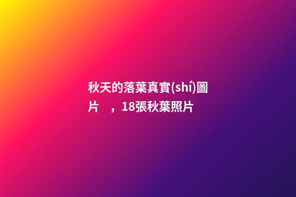 秋天的落葉真實(shí)圖片，18張秋葉照片-第1張-觀點(diǎn)-玄機(jī)派